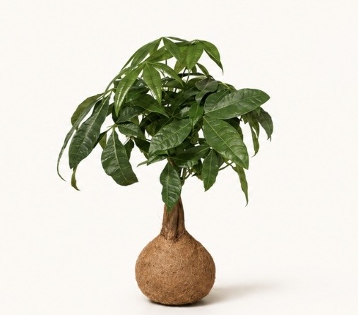 Kokedama Money Tree — El Jardín de Maye